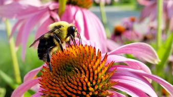 bee on the fluffy core of echinacea