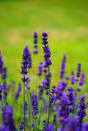 Lavender Flowers green grass