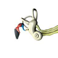 ear anatomy ear 3d drawing