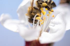 bee among yellow stamens on a white bud