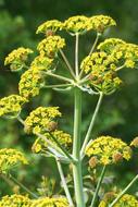 yellow Nature Flower