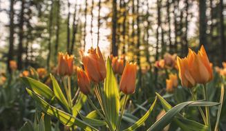 beautiful orange Flowers and sun