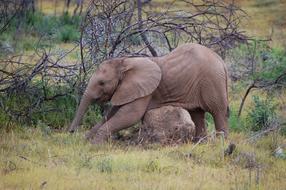 elephant scratches his stomach on a stone in the steppe in Africa