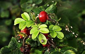 rose hip bush with berries