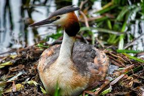Beautiful, colorful and cute Great Crested bird among the plants