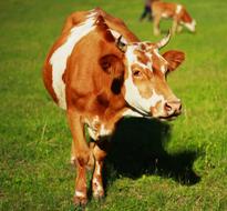 Animal Cow Yellow