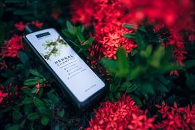 a bottle of shampoo lies on red blooming flowers