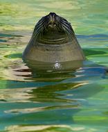 Seal Aquarium green