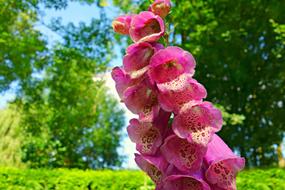 Foxglove Flower Purpurea