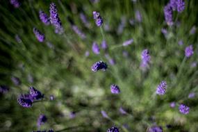 blooming lavender in a blurry form