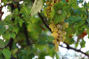 photo of autumn green grapes