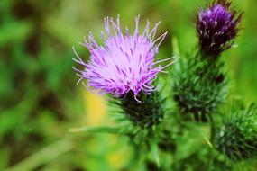 nice Thistles Flower Marianum