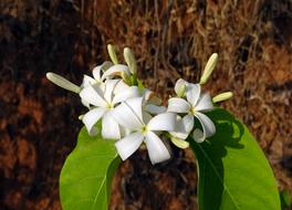 Flower green White Wild