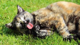 Beautiful, cute and colorful spotted cat with protruding tongue sleeping on the grass on the lawn