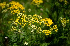 Tansy, plant with Yellow Flowers