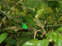 Jamaica Bird