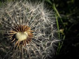 macro photo of dandelion seeds on a stalk