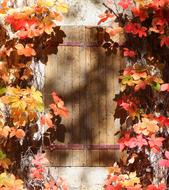 colorful Autumn Leaves at Window closed with wooden Shutter