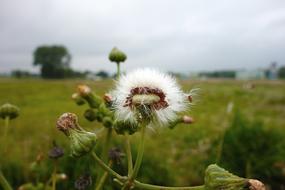 nice Wildflower Dandelion