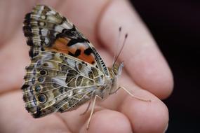 Butterfly Vanessa hand