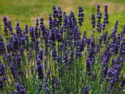 Lavender Flowers violet