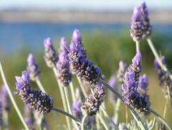macro photo of blooming lavender on the shore of a pond