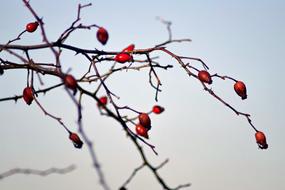 red berries on bare branches of rose hips