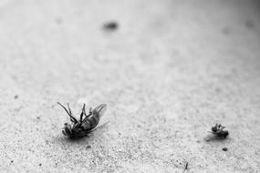 black and white photo of dead flies on the ground