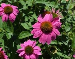 magnificent Pink Echinacea flowers