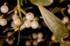 Parasite Medicinal Plant