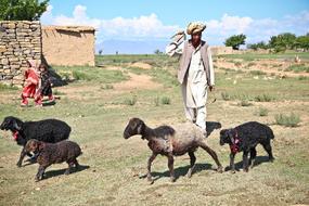 Shepherd and flock of sheep in rural Asia