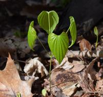 Dioscorea Quaternata in forest