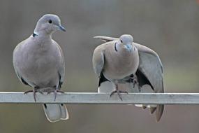Pigeons Winter bird
