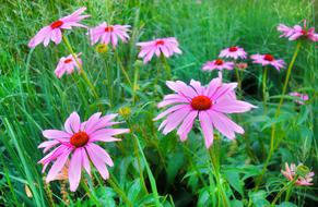 magnificent Flower Purple Coneflower
