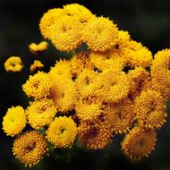 yellow Tansy Flowers close up