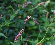 Knotweed Wildflower