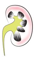 kidney renal medical drawing