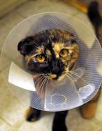 Cat Collar