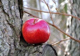 red apple on the tree bark