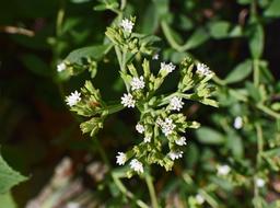 Stevia Flowers Buds