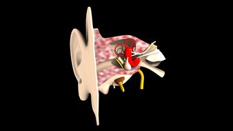 hearing ears music