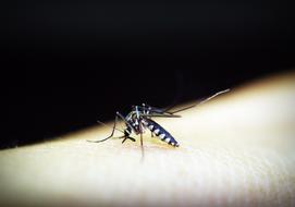 Mosquito Malaria