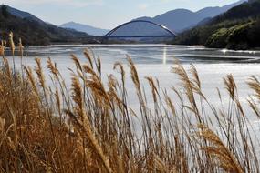 dry grass lake