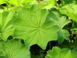 yellow leaves of a medicinal plant