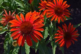 Red-Orange Echinacea flowers