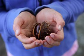 brown chestnut on the palms