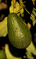 growing avocado