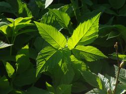 Giersch Wild Herbs