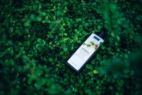 herbal shampoo green grass