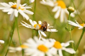 Medicinal Herbs with bee